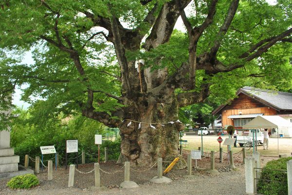 柏原阿弥陀堂　野神