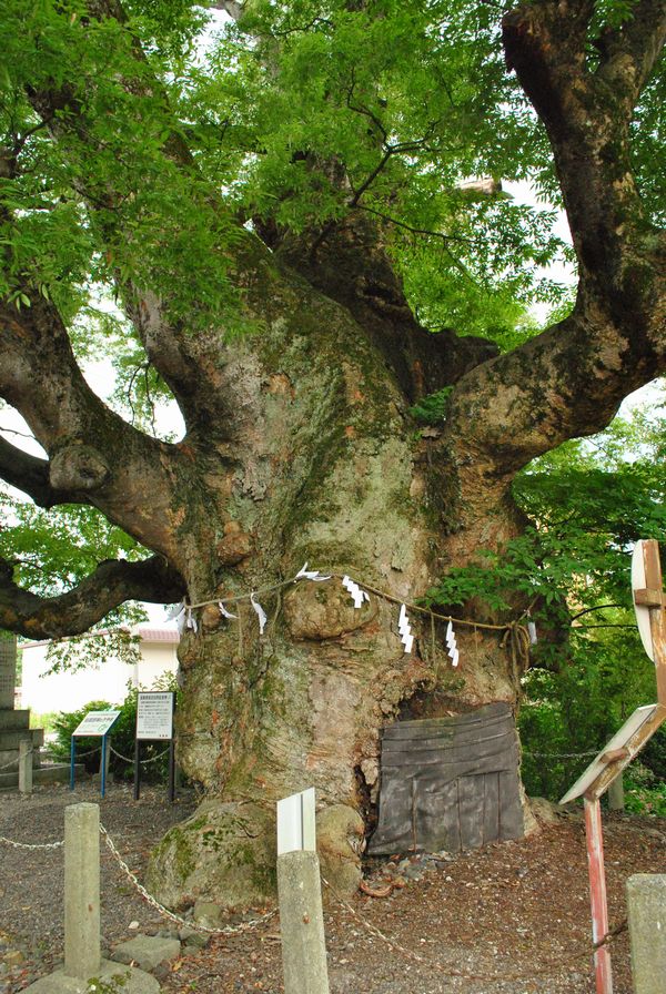 柏原阿弥陀堂　野神