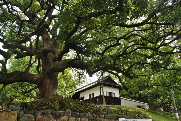 青蓮院　クスノキ