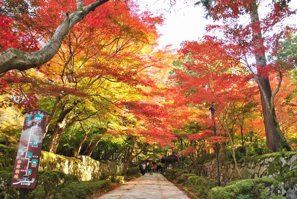 金剛輪寺　紅葉