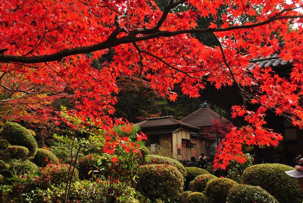 金剛輪寺　庭園