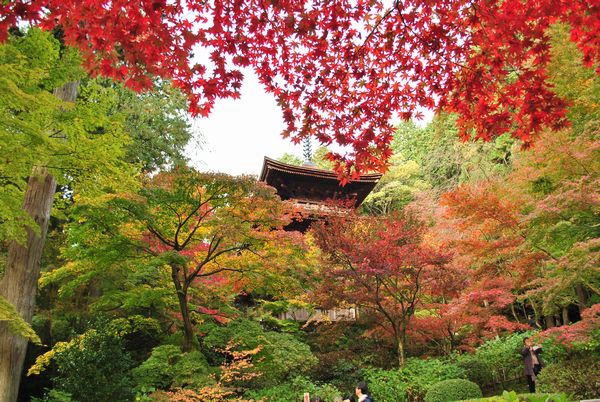 金剛輪寺　三重塔