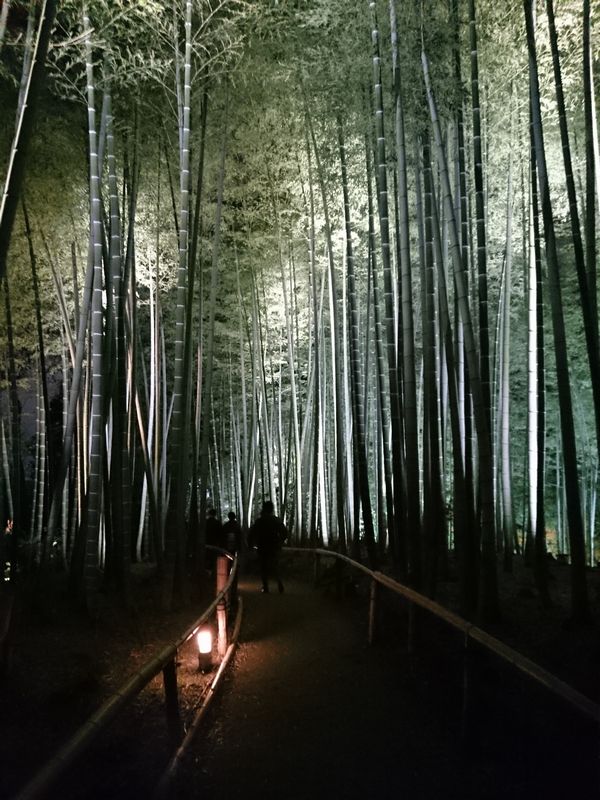 高台寺　竹林