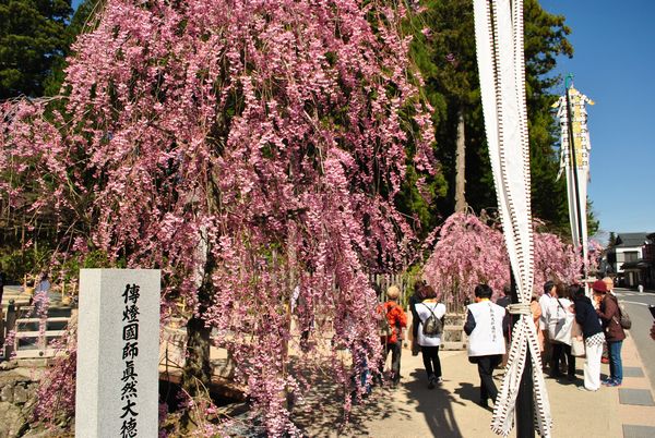 金剛峯寺　桜