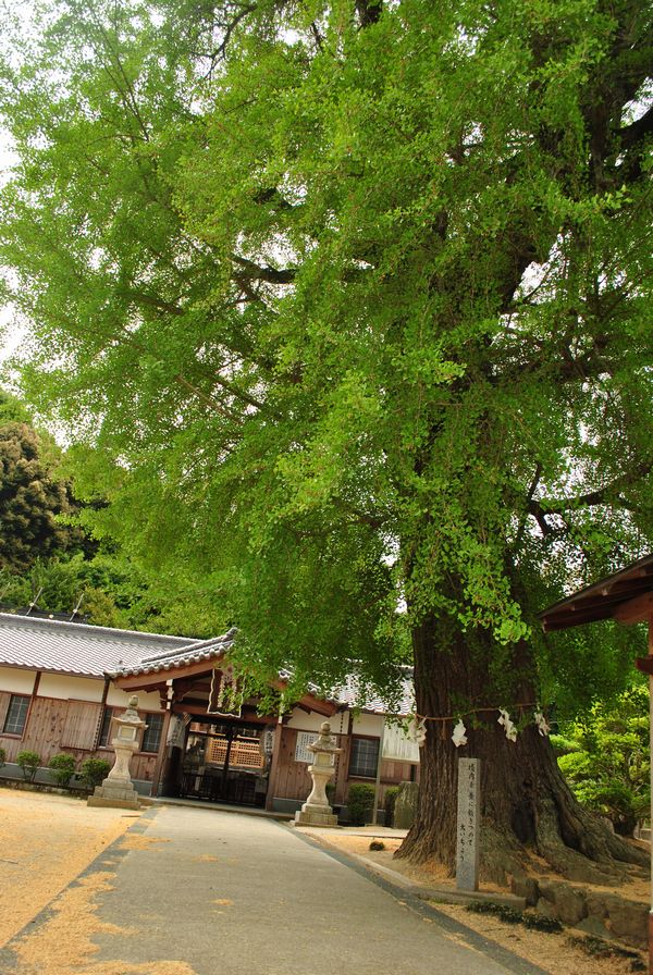 丹生酒殿神社　イチョウ