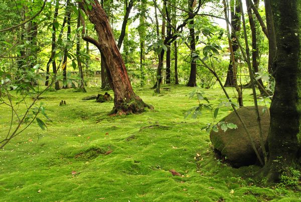 秋篠寺　苔庭