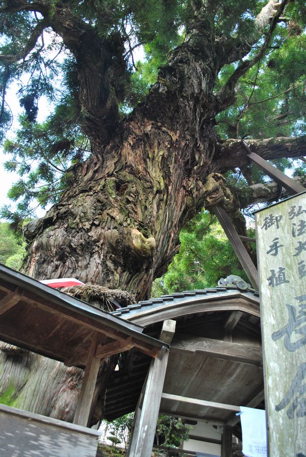 極楽寺　長命杉