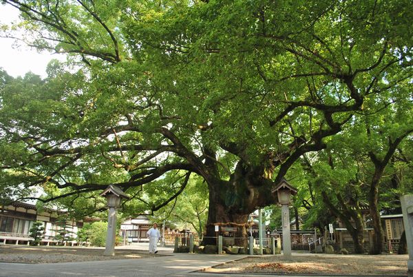 大麻比古神社　御神木