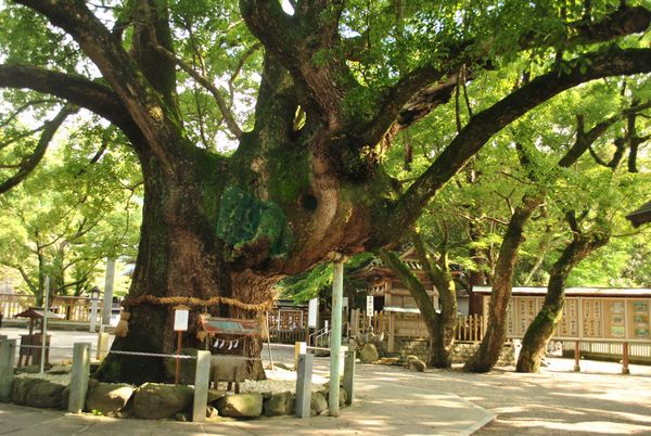 大麻比古神社　御神木