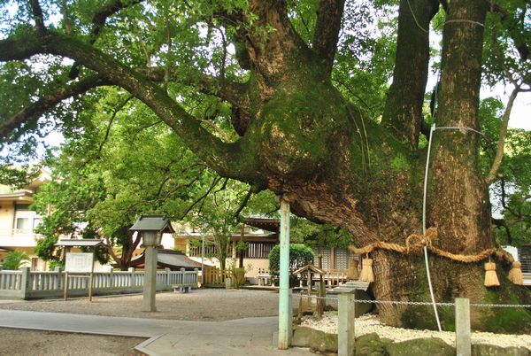 大麻比古神社　御神木