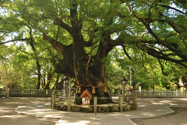 大麻比古神社　御神木