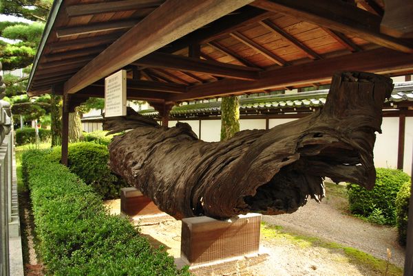 善通寺　御影の松