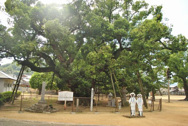 善通寺　大楠