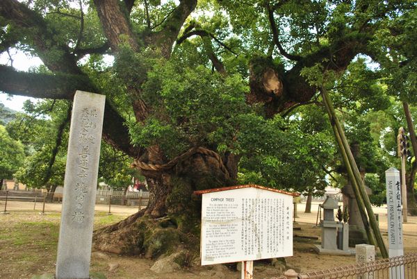 善通寺　大楠