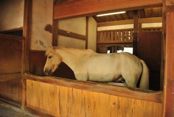 こんぴらさん　神馬