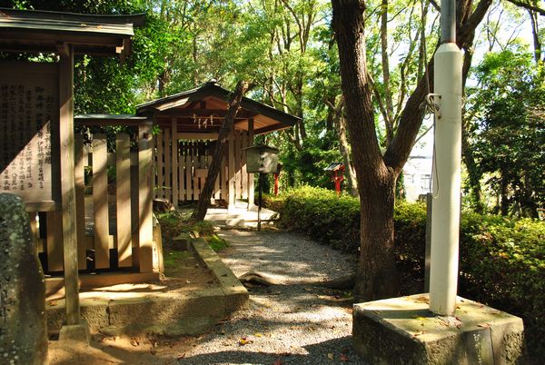 おのころ島神社　ご神木