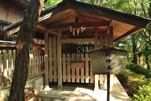 おのころ島神社　ご神木