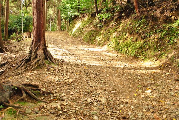 八王子山　山道