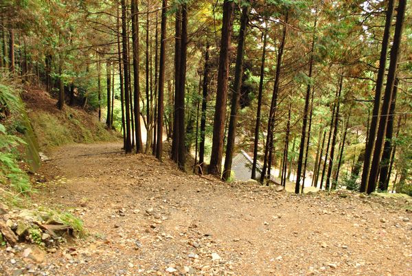 八王子山　山道