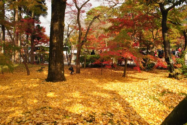 永観堂　イチョウ