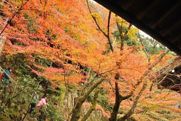 永観堂　岩垣紅葉