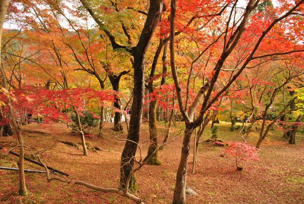 永観堂　紅葉