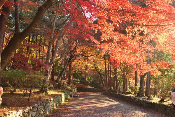 毘沙門堂　紅葉