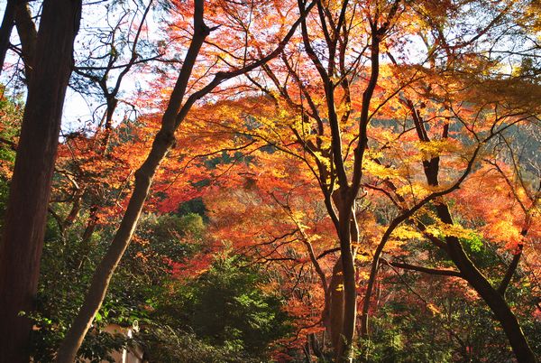 毘沙門堂　紅葉