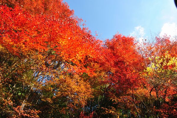 山科聖天　紅葉