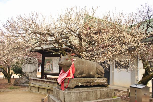 北野天満宮　梅