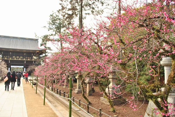 北野天満宮　梅