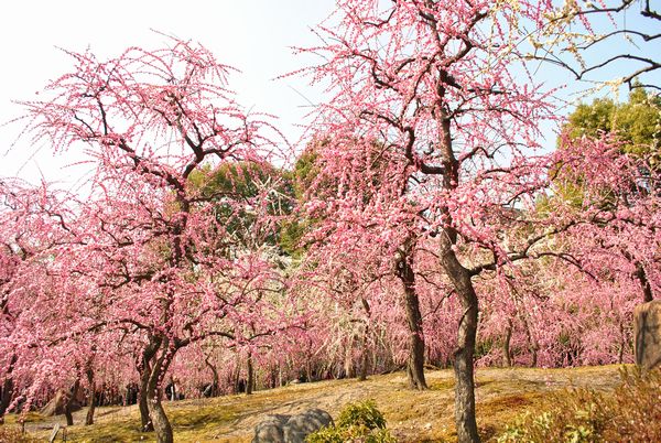 城南宮　しだれ梅