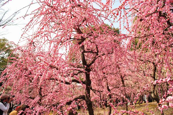 城南宮　しだれ梅