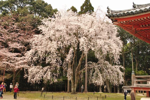 醍醐寺　金堂　桜