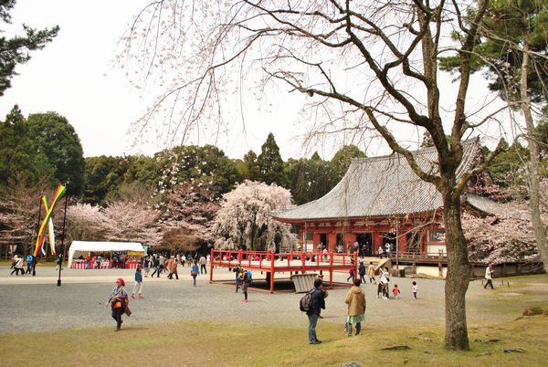 醍醐寺　金堂　前庭