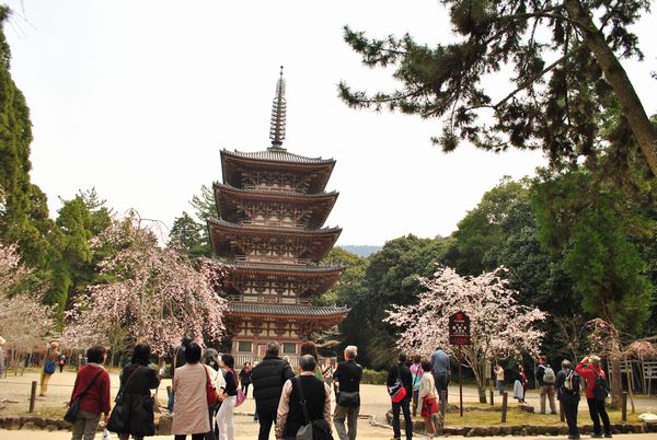 醍醐寺　五重塔　桜