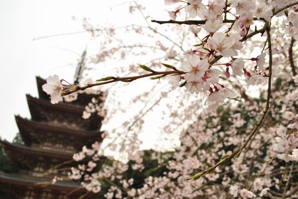 醍醐寺　五重塔　桜