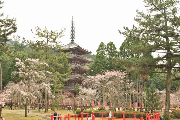 醍醐寺　五重塔　桜