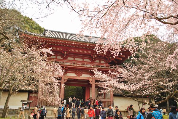 醍醐寺　仁王門　桜