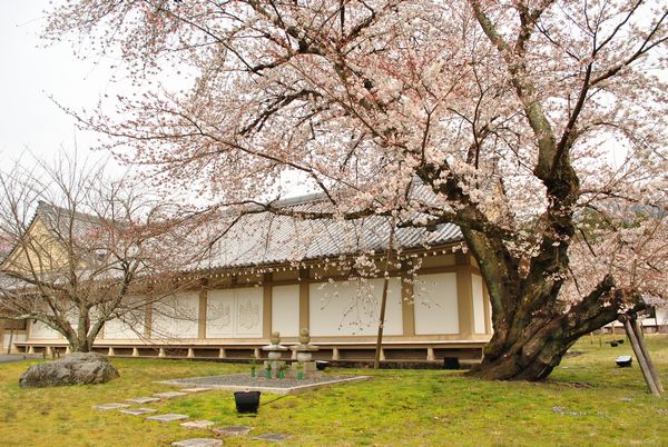 醍醐寺　霊宝館　桜