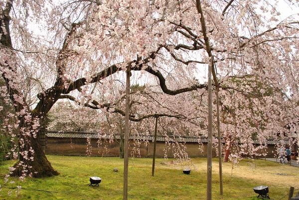 醍醐寺　霊宝館　桜