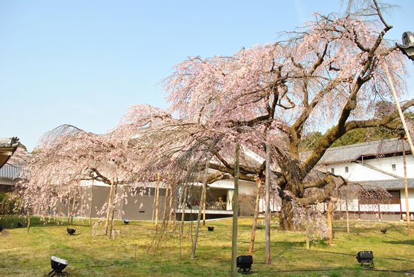 醍醐寺　霊宝館　桜