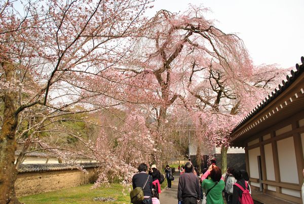 醍醐寺　霊宝館　通り抜け