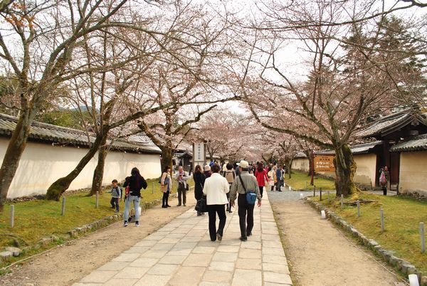 醍醐寺　霊宝館前　桜のトンネル