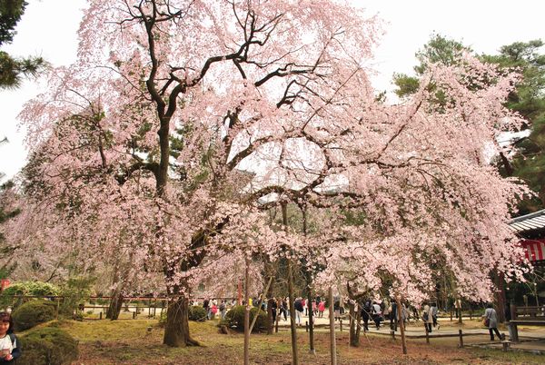 醍醐寺　清滝宮　桜