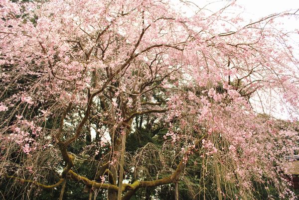 醍醐寺　清滝宮　桜