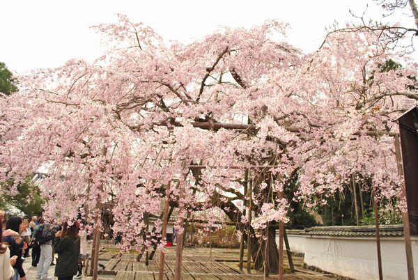 太閤しだれ桜