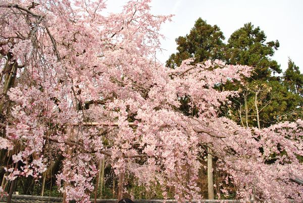 醍醐寺　太閤枝垂れ桜