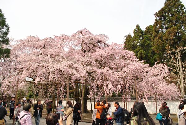 太閤しだれ桜