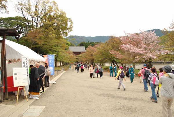 醍醐寺　桜馬場